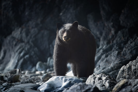 Black bear and cave