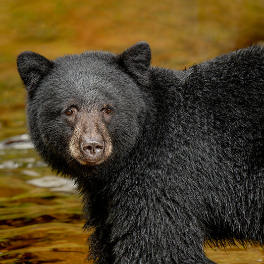 Black Bear and River of Gold