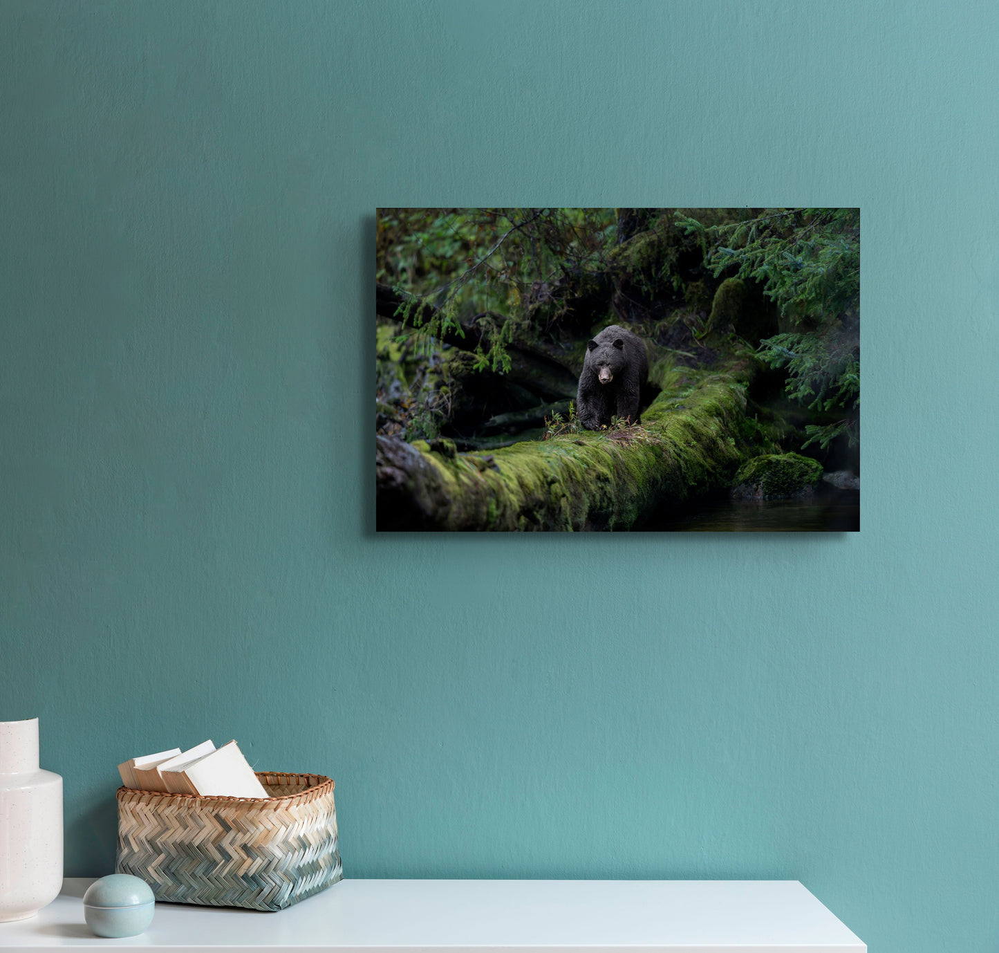 Black Bear Walking on a Mossy Log