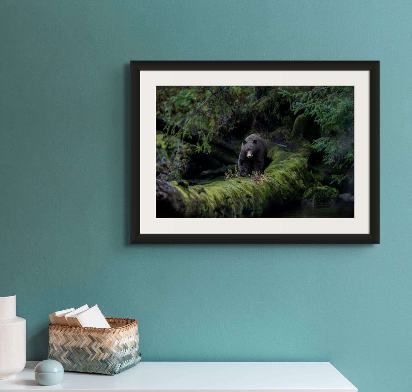 Black Bear Walking on a Mossy Log