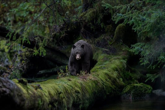 Black Bear Walking on a Mossy Log