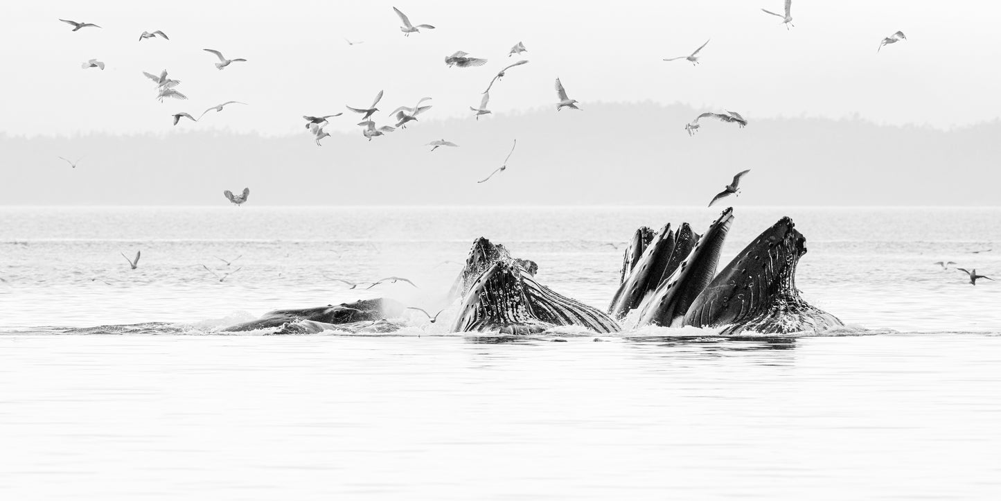 Bubbling Humpbacks #2