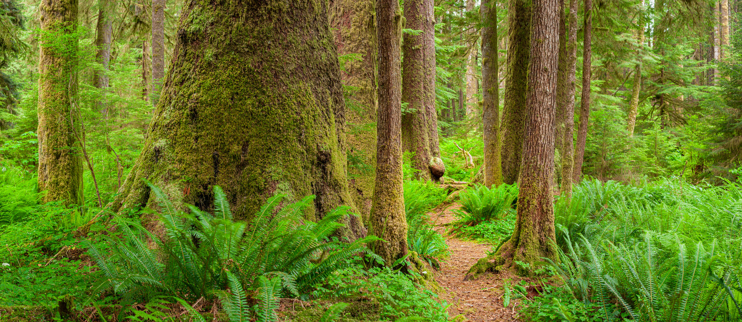 A Walk With Giants