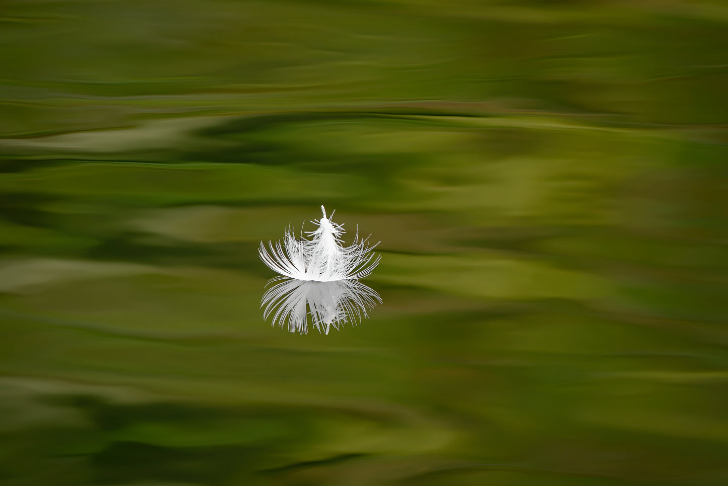 Eagle Down Feather on the Water