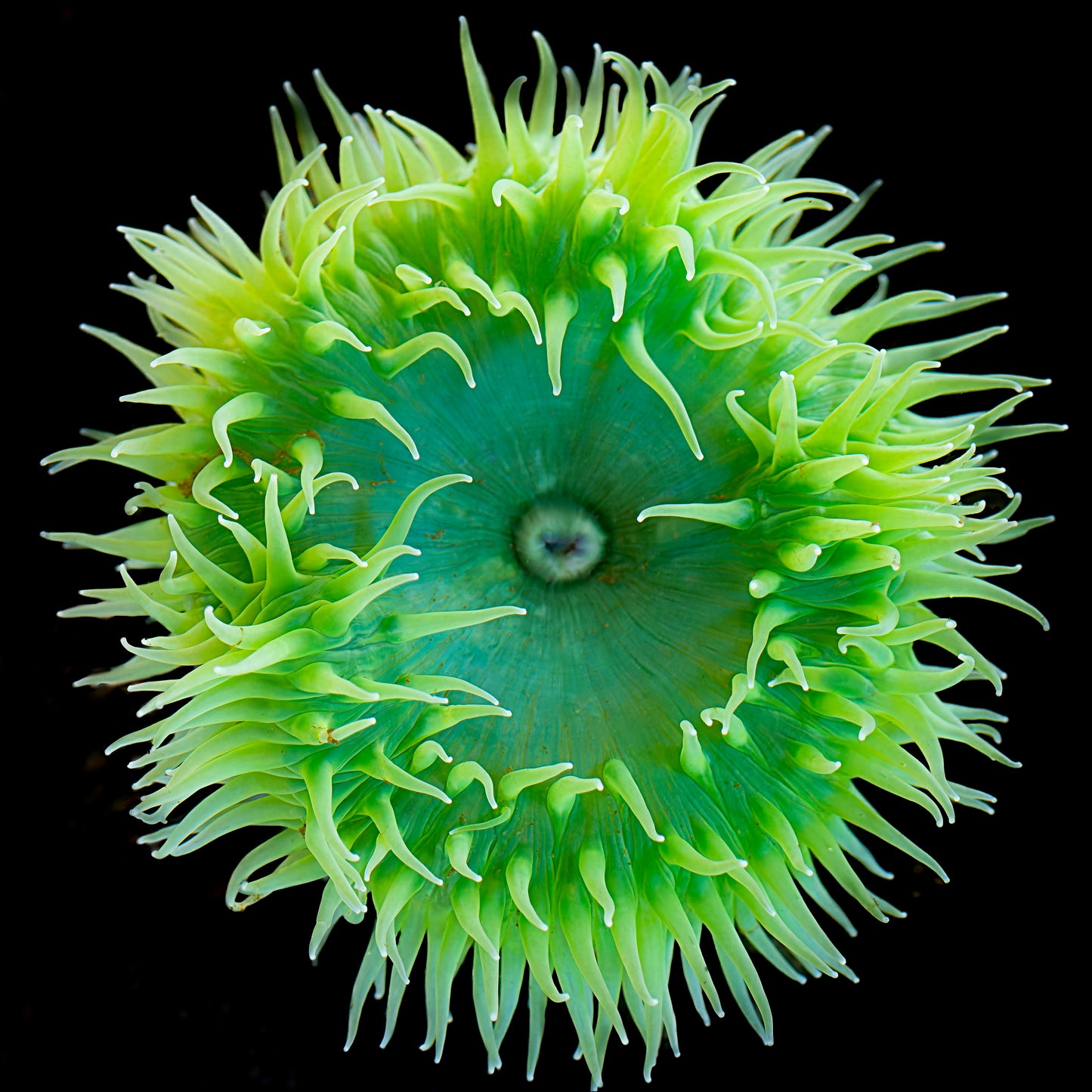 Green Sea Anemone Portrait