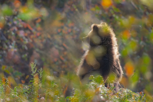 Grizzly Cub and Crabapple Leaves