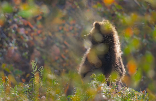 Art Card: Crabapple Cub