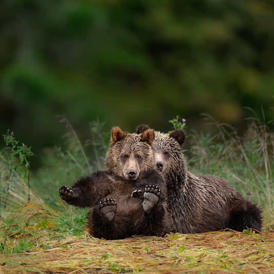 Grizzly Cubs Showing Feet