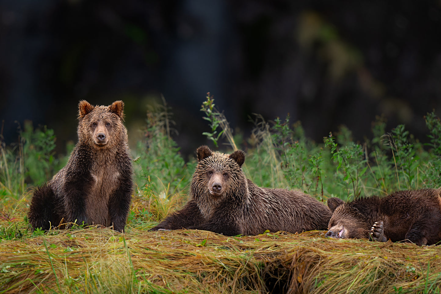 Grizzly Family Portrait