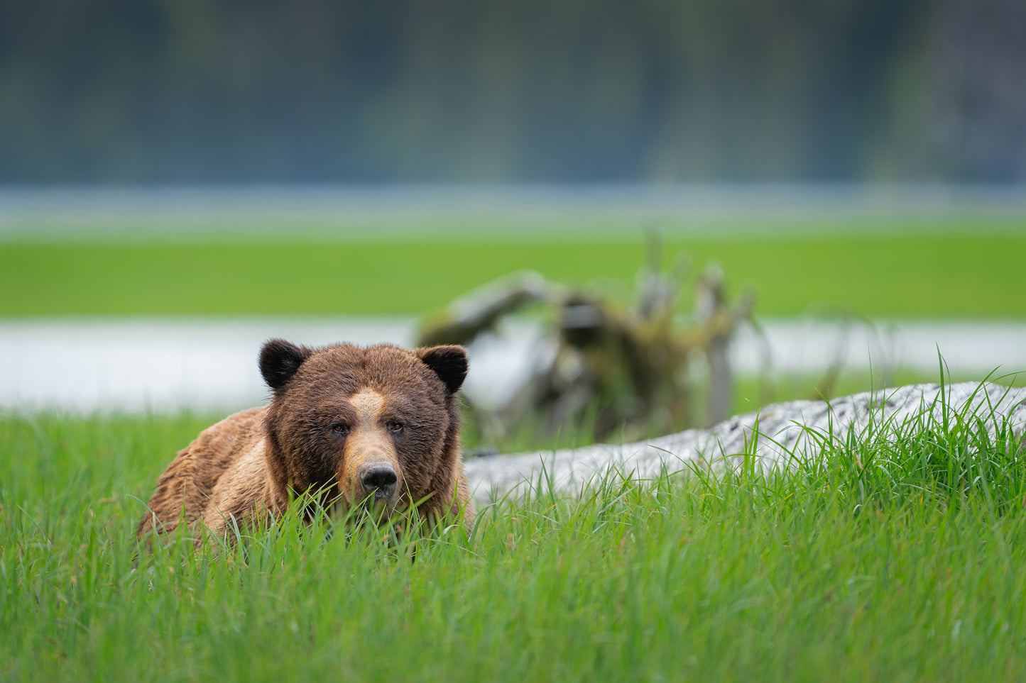 Grizzly in Grass Ocean