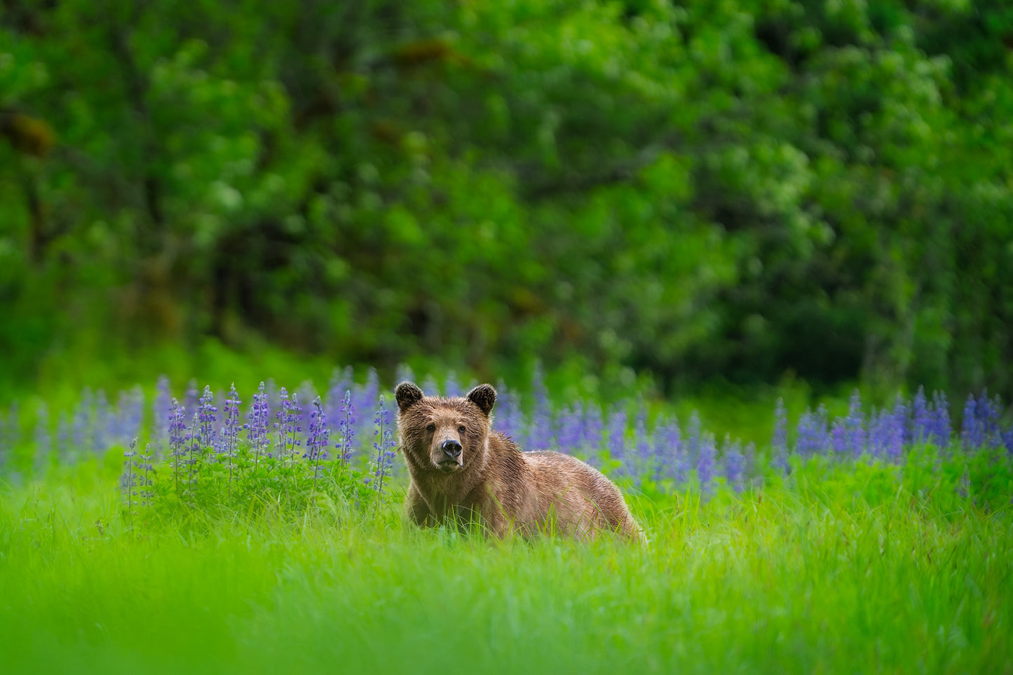 Grizzly and Spring Lupins