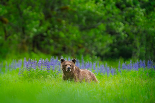 Grizzly and Spring Lupins