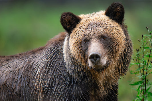 Grizzly Portrait with Green Background