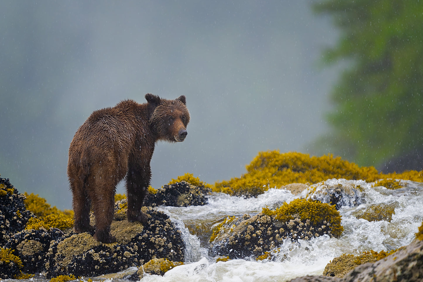 Grizzly Eating Mussels