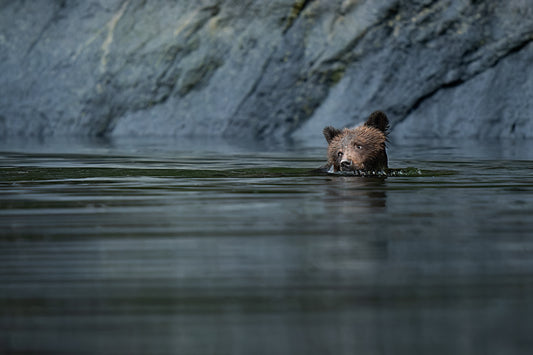 Grizzly Cub Swims River