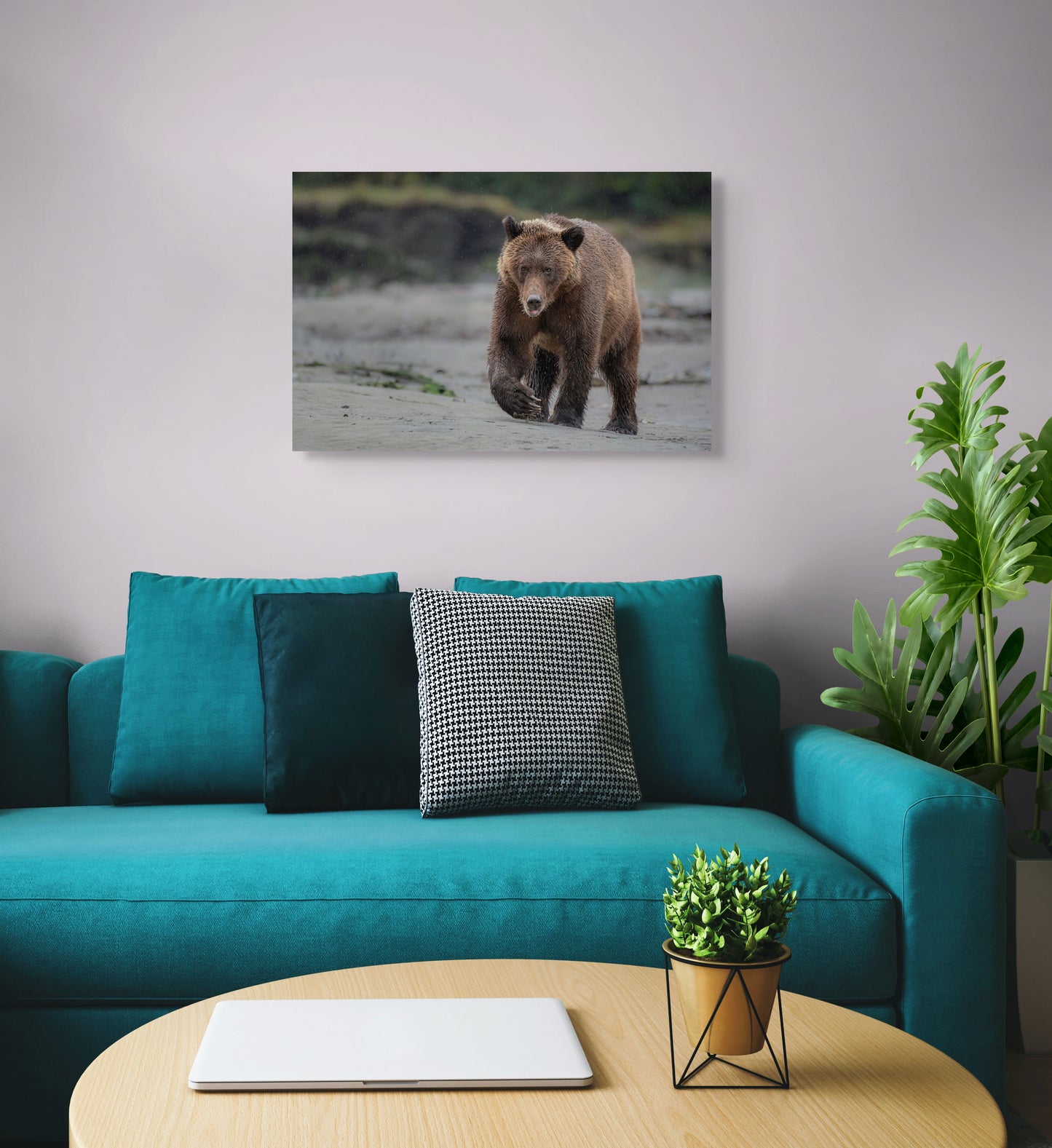 Grizzly Bear Walks Up Sandy Beach