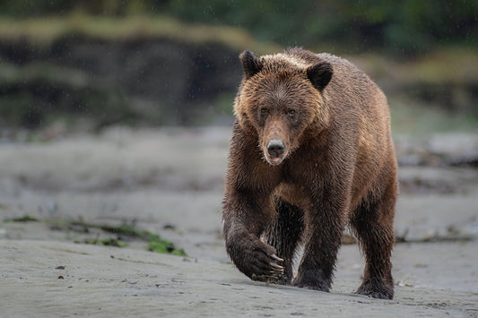 Grizzly Bear Walks Up Sandy Beach
