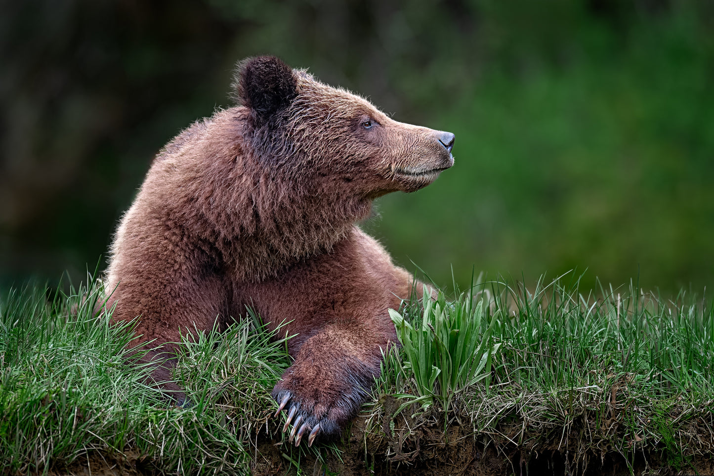 Grizzly Bear Wind Check