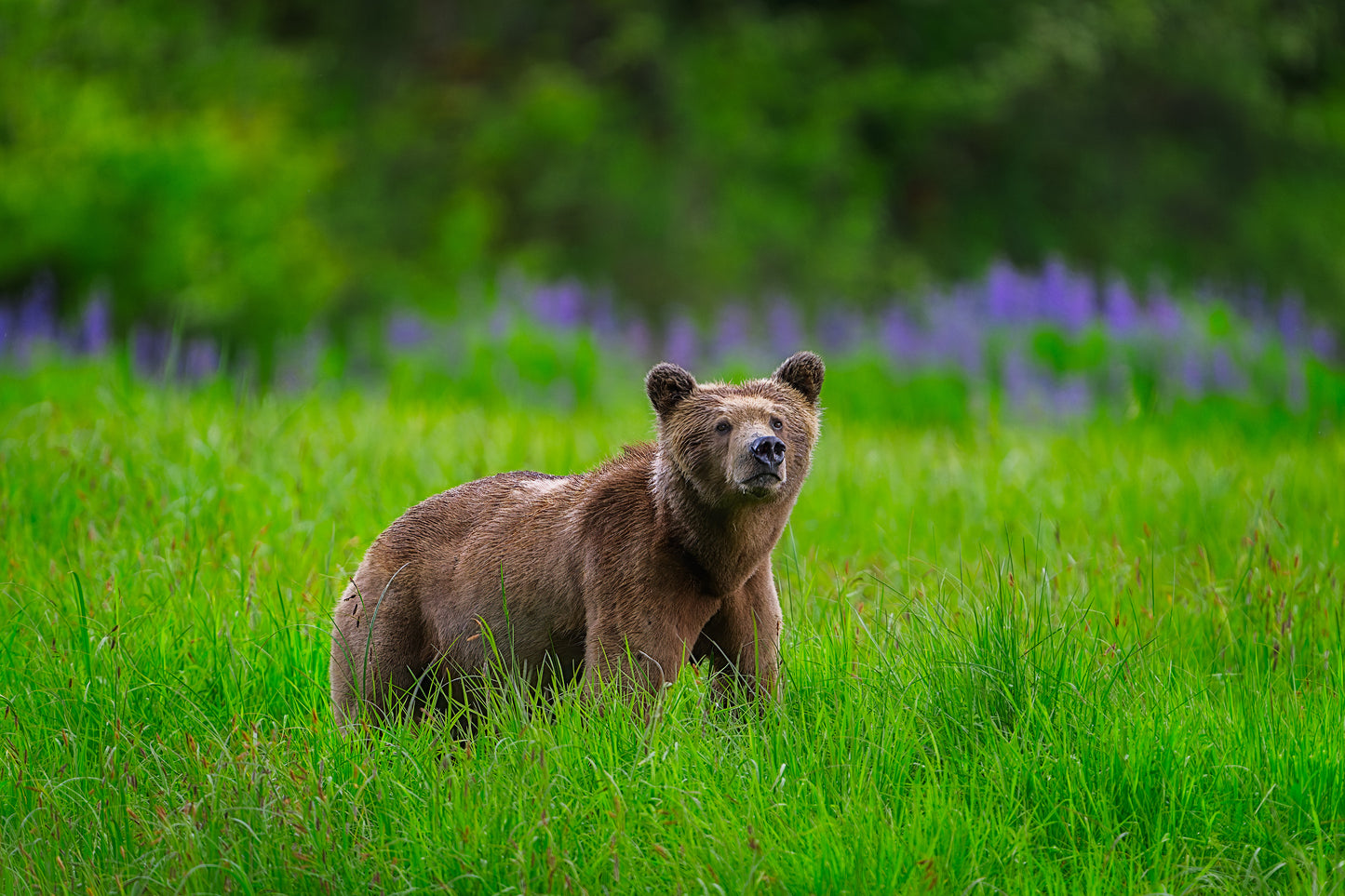 Grizzly in Lush Meadow