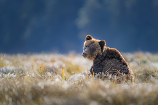 Grizzly in Fall Grass