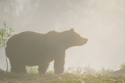 A Grizzly in the Mist