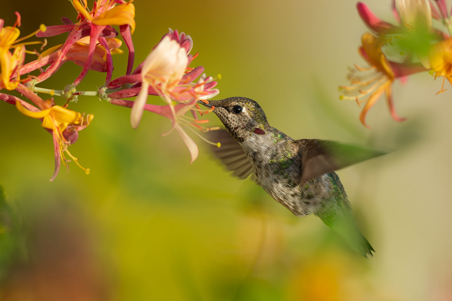 Honeysuckle Hummingbird