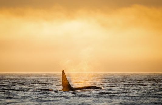 Art Card: Orca and Sunset Fog