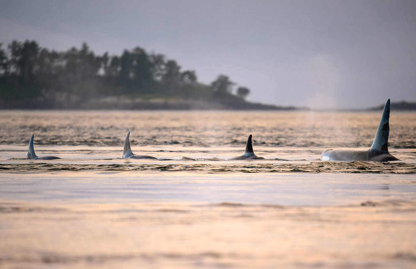 Orca of Northern Vancouver Island