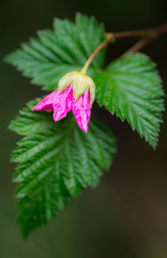 Art Card: Salmonberry Portrait