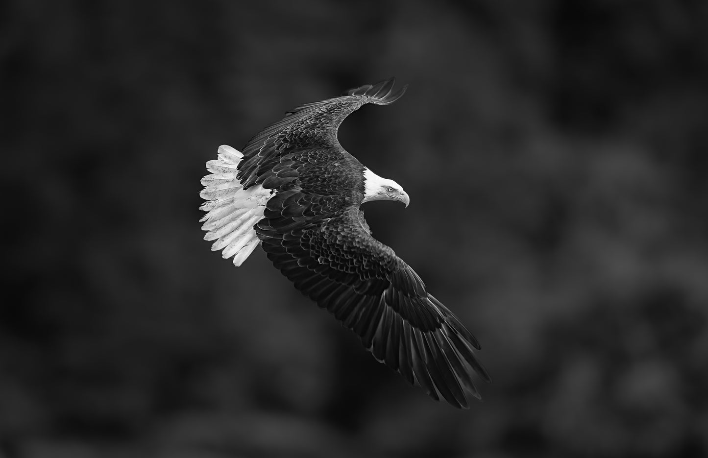 Art Card: Soaring Bald Eagle (Monochrome)