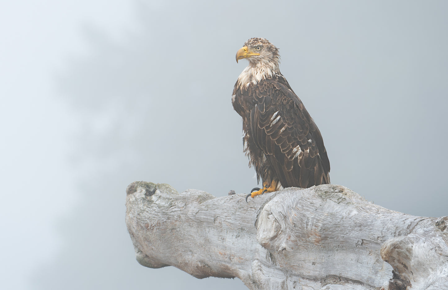 Pacific Rim National Park Wildlife