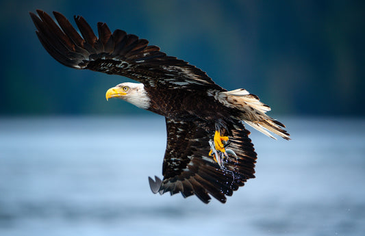 Art Card: Bald Eagle with Fish