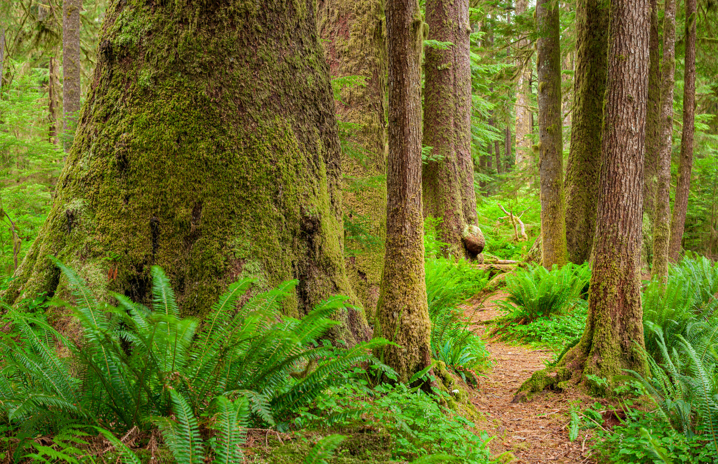 Pacific Rim National Park Scenics