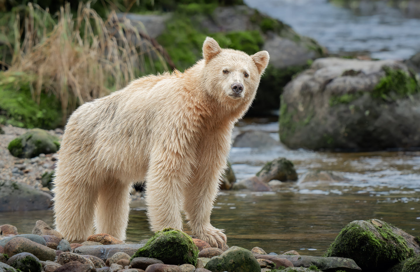 Art Card: Wary Spirit Bear