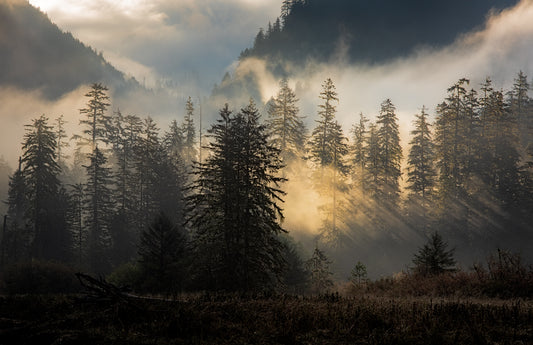 Art Card: Great Bear Rainforest Sunbeams