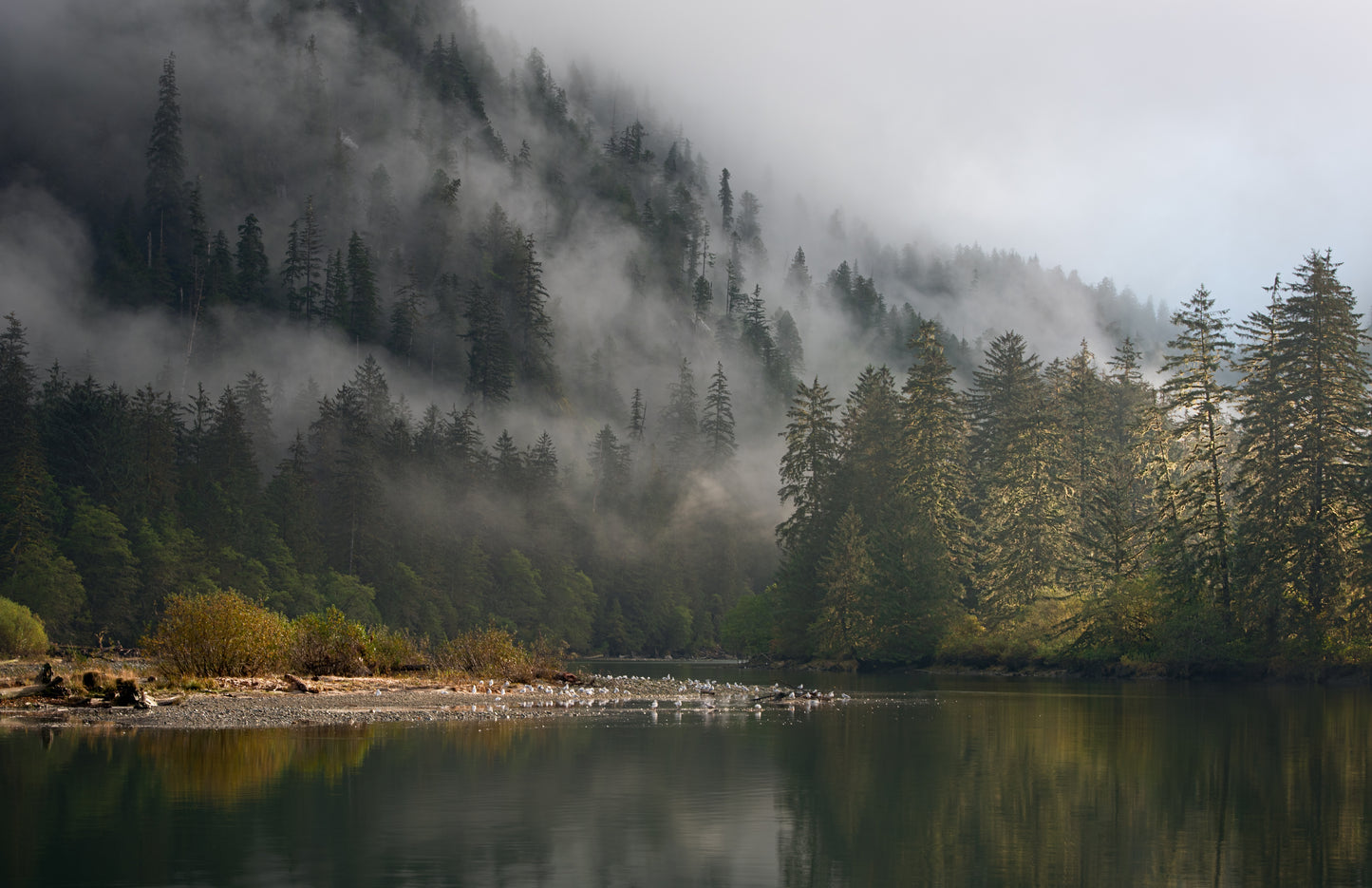 Art Card: Great Bear Rainforest Salmon River