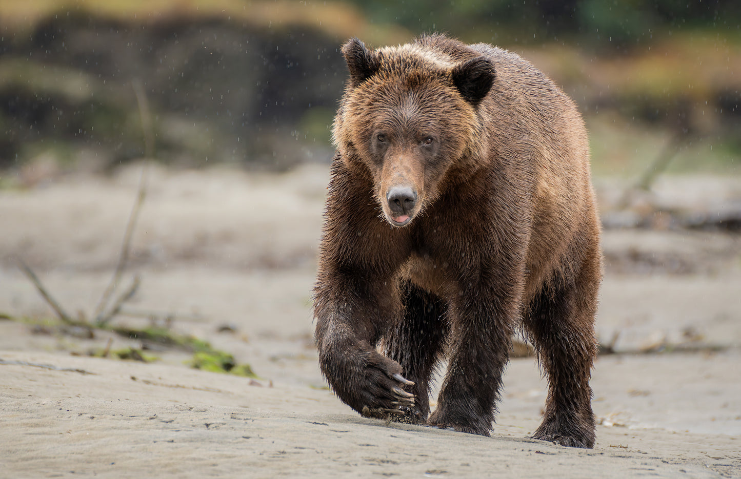 Art Card: Grizzly on the Beach