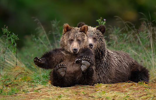 Art Card: Grizzly Cubs at Play