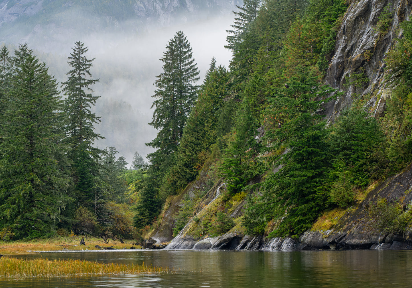 Great Bear Rainforest Scenics