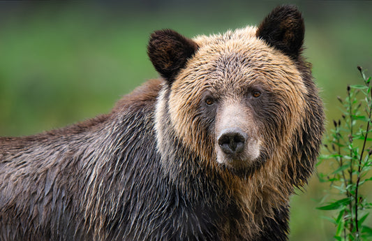 Art Card: Grizzly Portrait