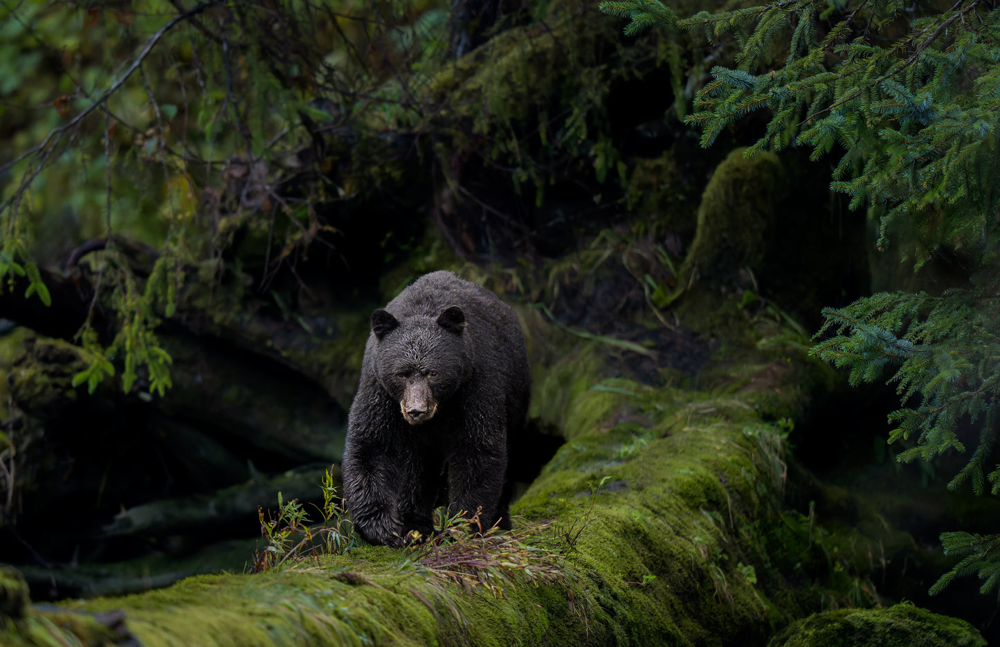 Great Bear Rainforest Fall Wildlife