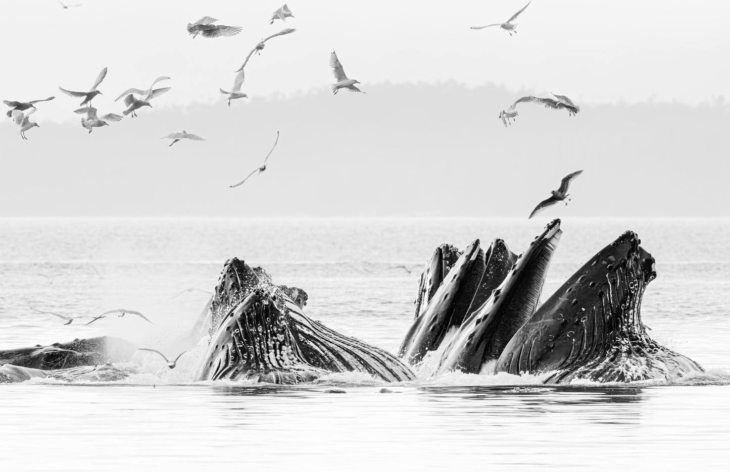 Art Card: Bubble Net Feeding Humpback Whales