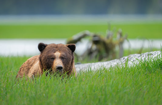 Art Card: Grizzly and Grass Ocean