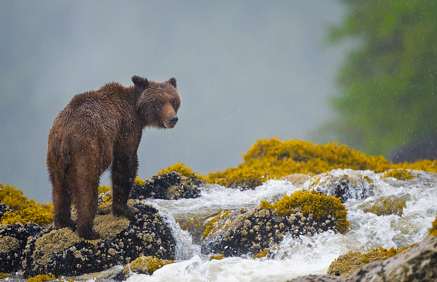 Spring Grizzly Bears