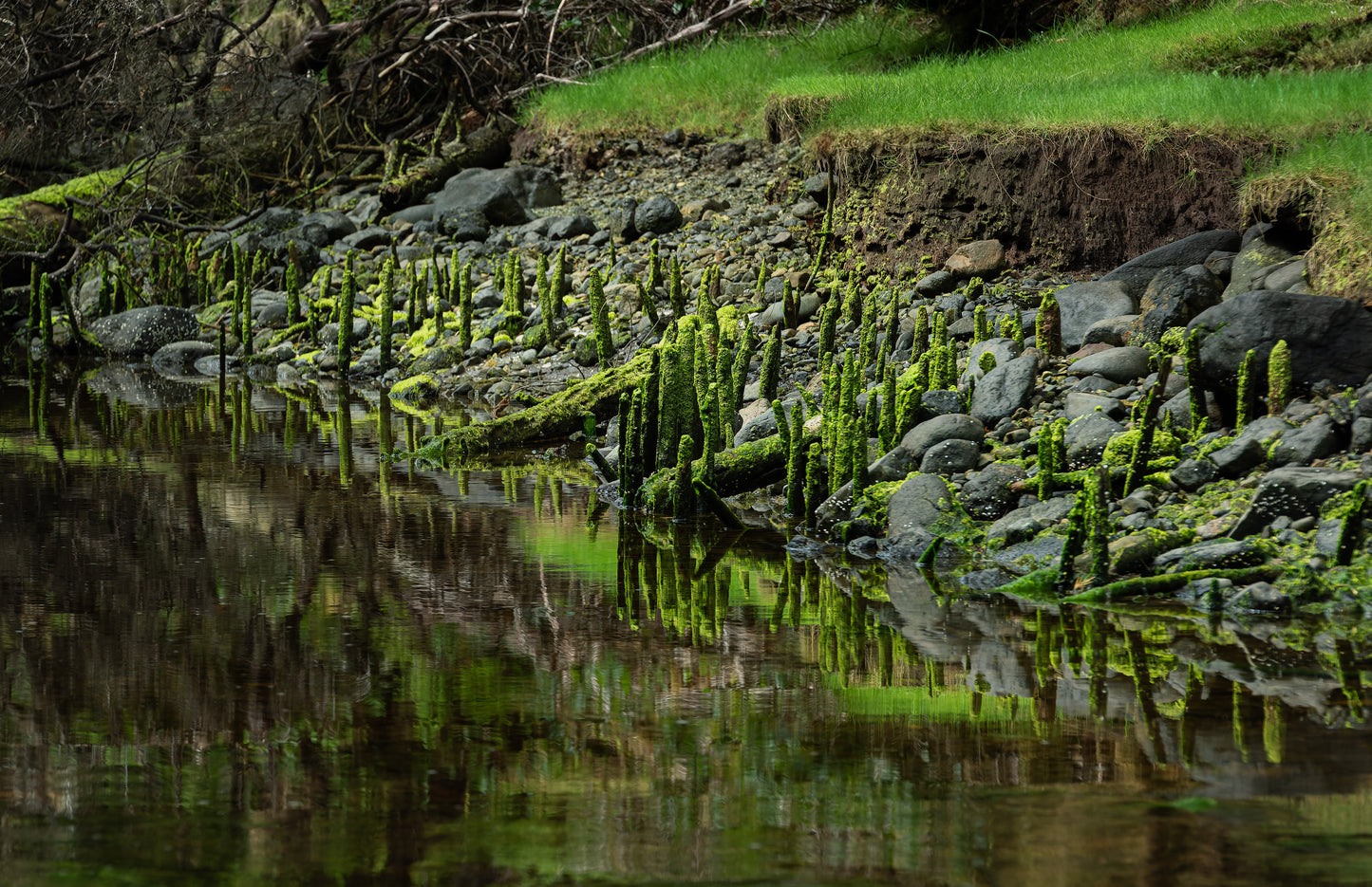 Art Card: Ancient Haida Fish Traps