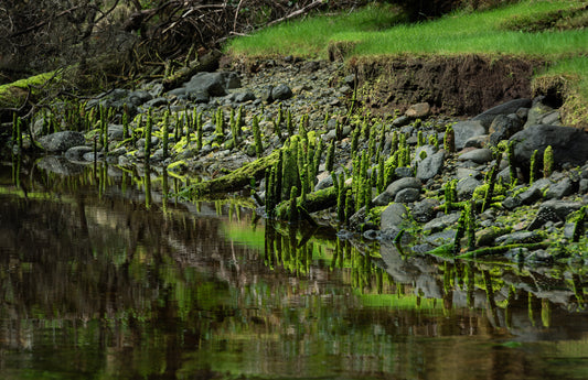 Art Card: Ancient Haida Fish Traps