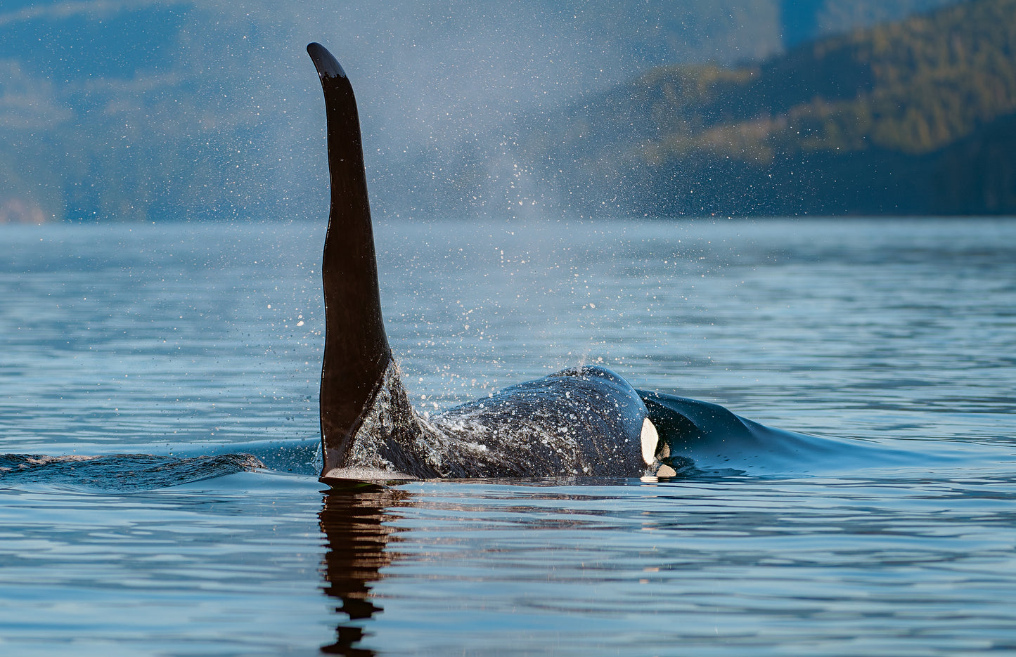 Orca of Northern Vancouver Island