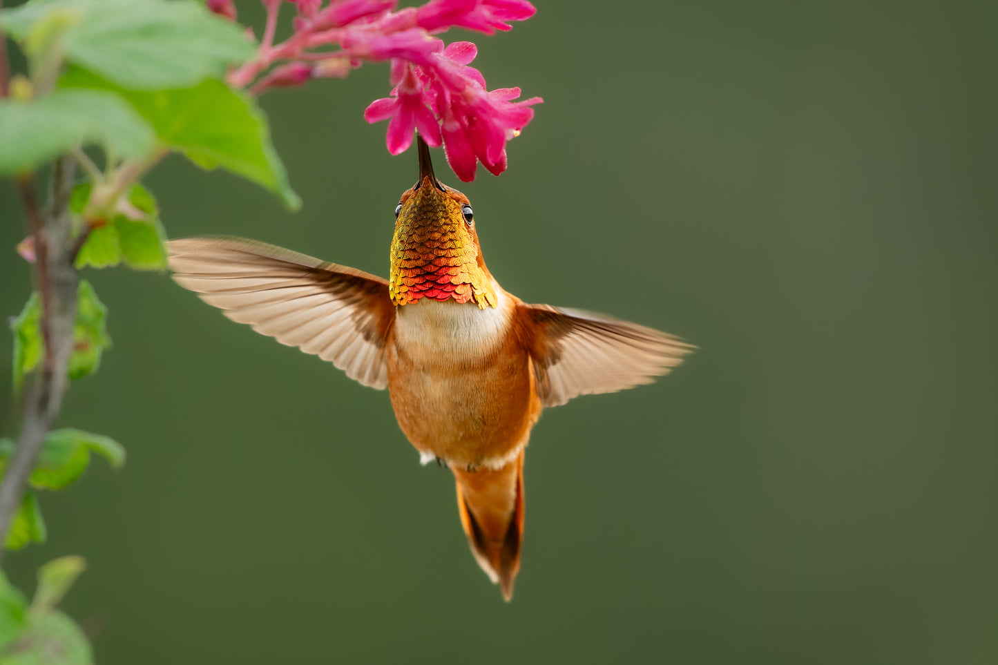 Art Card: Rufus Hummingbird Brilliance