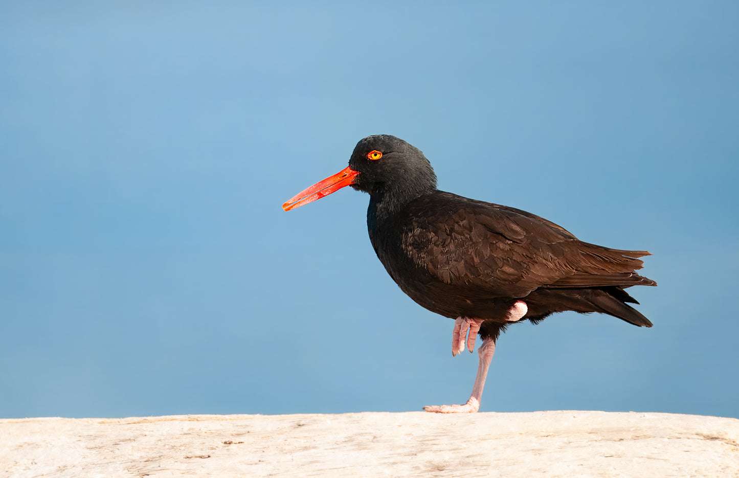 Art Card: Oystercatcher