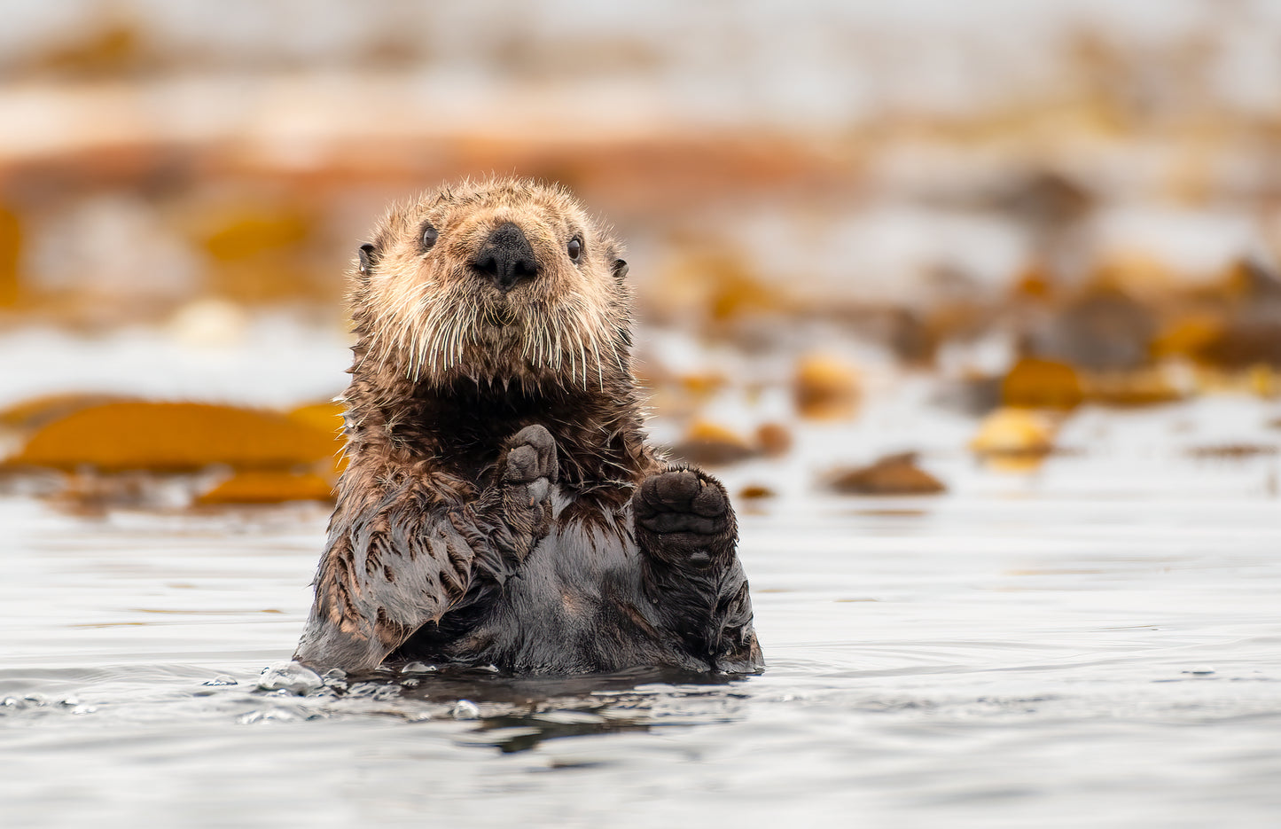 Northern Vancouver Island Wildlife